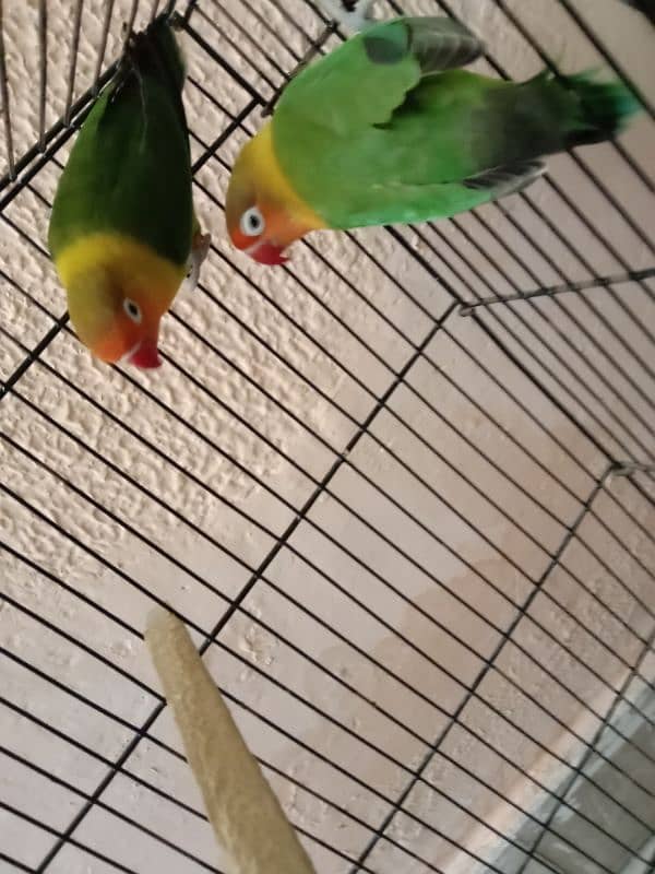 Lovebirds 4