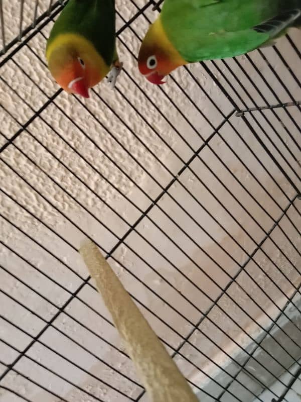 Lovebirds 5