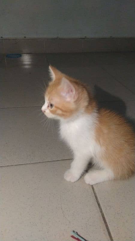 white and orange kitten odd eyes 1