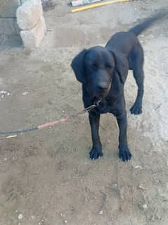 labrador male