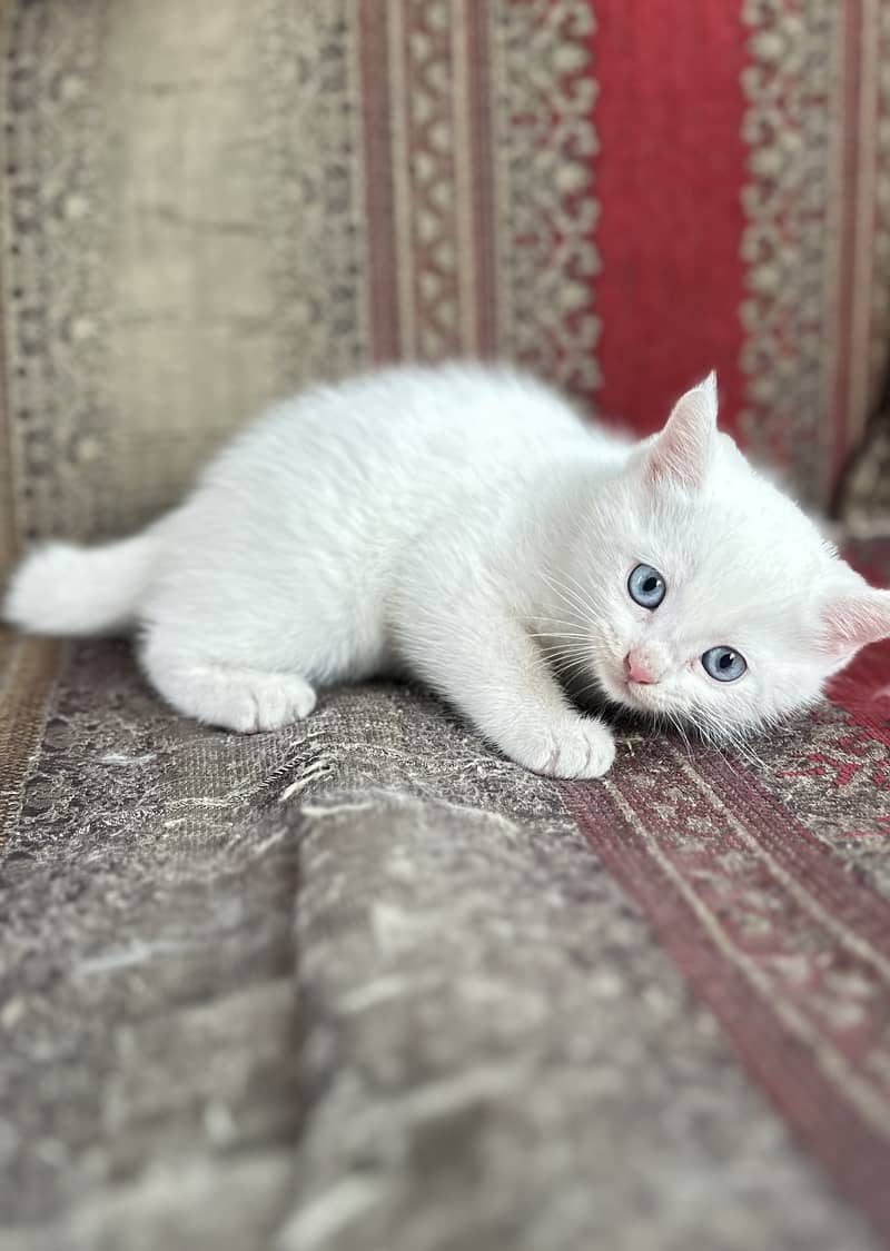 White Persian Female Kitten 6