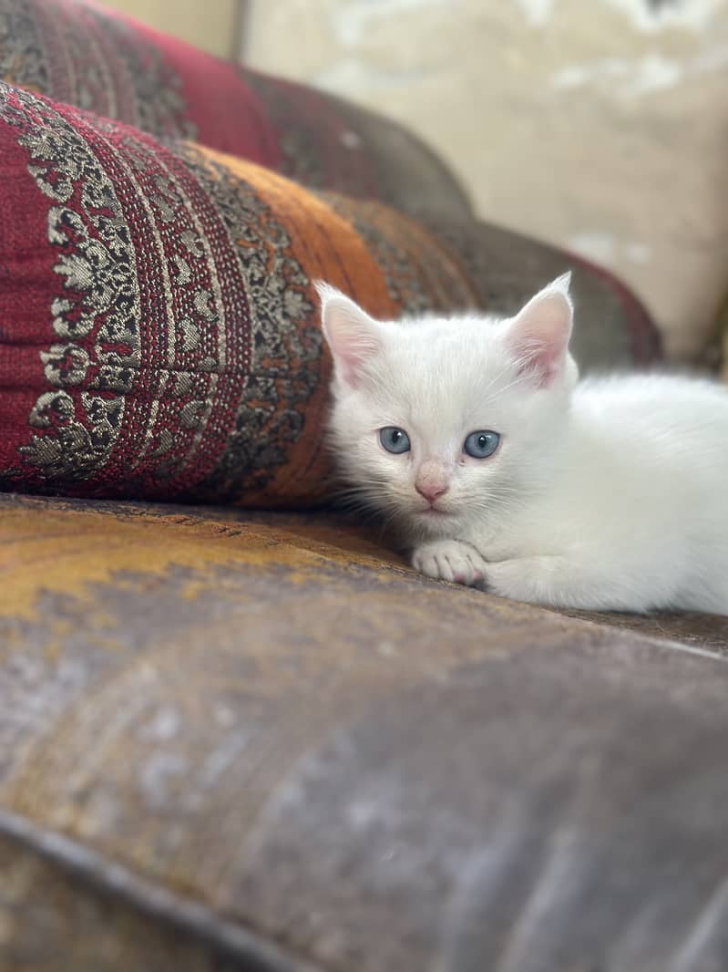 White Persian Female Kitten 7