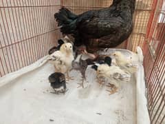 Aseel chicks for sale