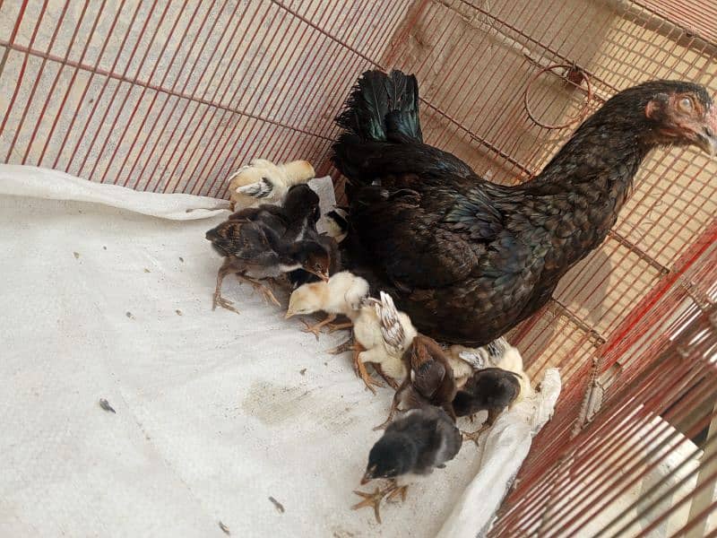 Aseel chicks for sale 1