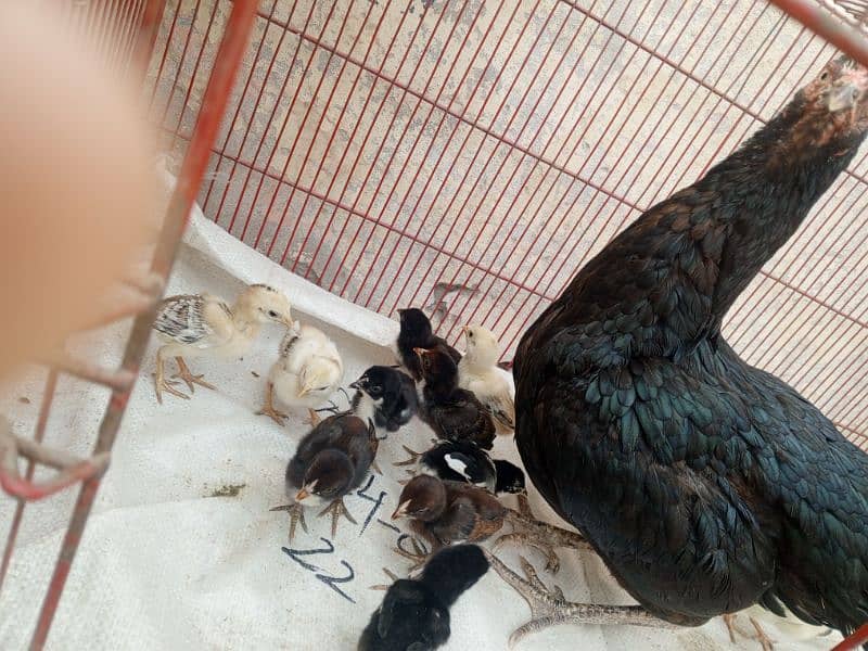 Aseel chicks for sale 2