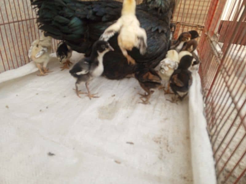 Aseel chicks for sale 3