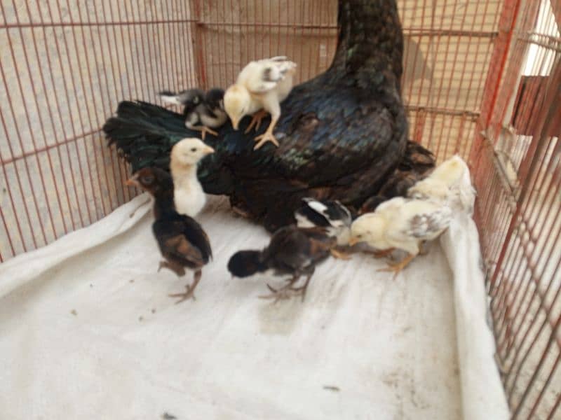 Aseel chicks for sale 5