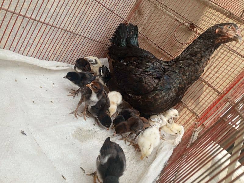 Aseel chicks for sale 6