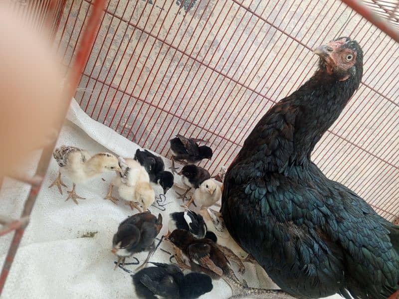 Aseel chicks for sale 7