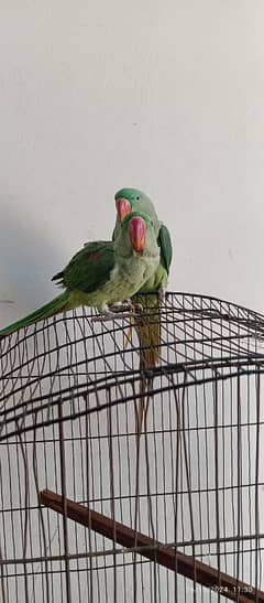 raw parrot ha Male aur female h