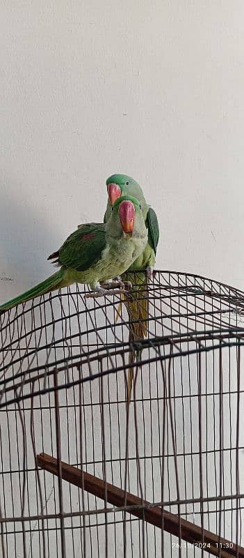 raw parrot ha Male aur female h 0