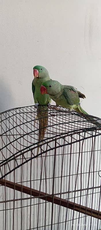 raw parrot ha Male aur female h 3