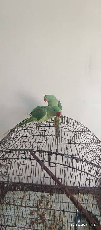 raw parrot ha Male aur female h 5