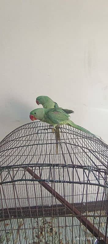 raw parrot ha Male aur female h 6