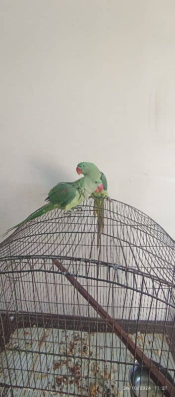 raw parrot ha Male aur female h 7