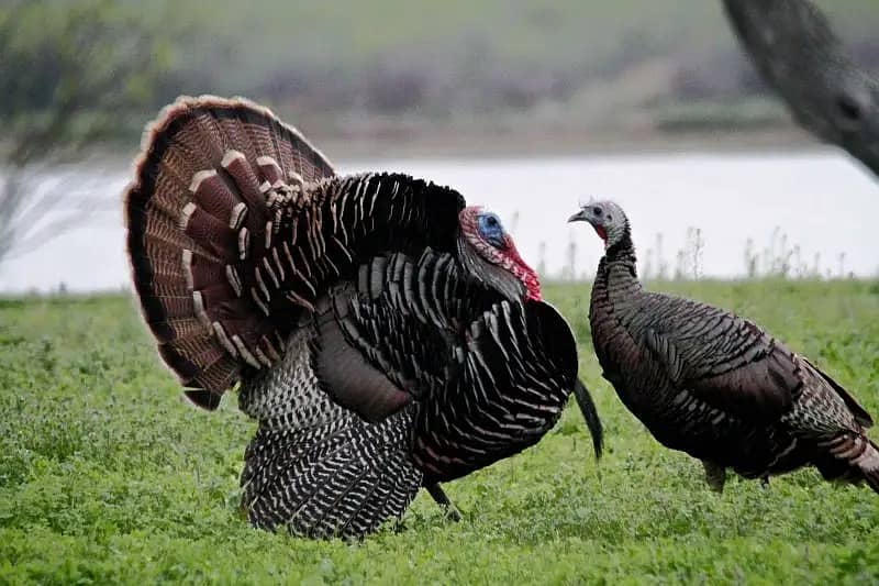 Turkey birds breeding pair healthy and active pair, good lookin 1