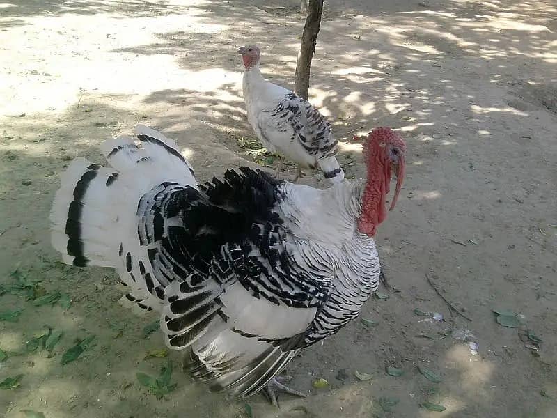 Turkey birds breeding pair healthy and active pair, good lookin 2