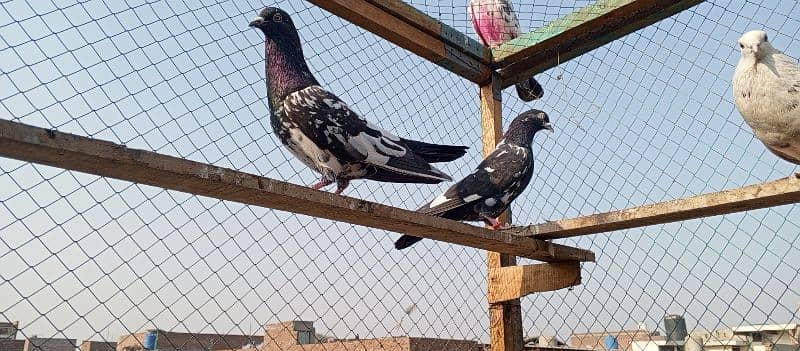 Fancy pigeons | Rampori | Teddy pigeon | Lakha | کبوتر | goldan 0