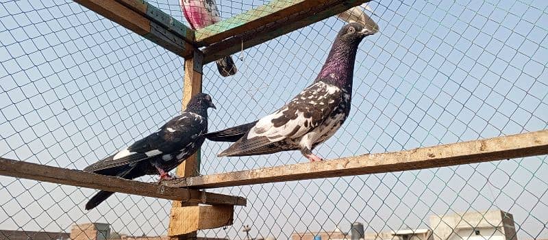 Fancy pigeons | Rampori | Teddy pigeon | Lakha | کبوتر | goldan 1