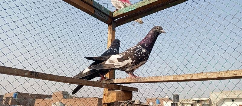 Fancy pigeons | Rampori | Teddy pigeon | Lakha | کبوتر | goldan 2