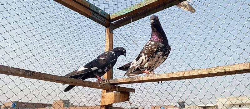 Fancy pigeons | Rampori | Teddy pigeon | Lakha | کبوتر | goldan 3