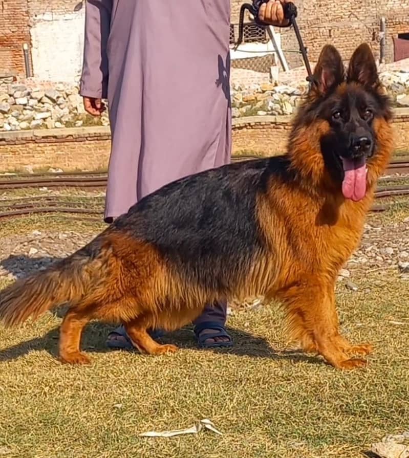 German Shepherd long coat female Aa gayi hai confirm reader 0