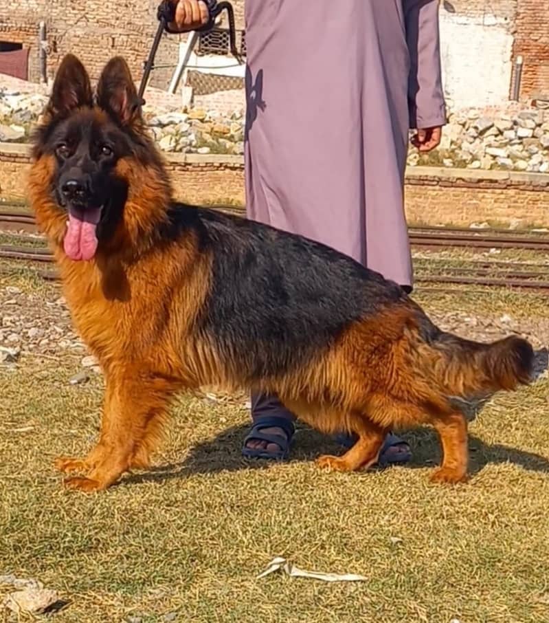 German Shepherd long coat female Aa gayi hai confirm reader 1