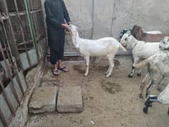 Goats for sale