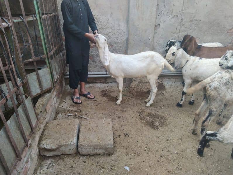 Goats for sale 0