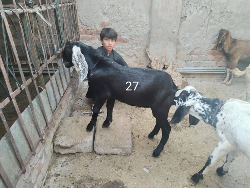 Goats for sale 1