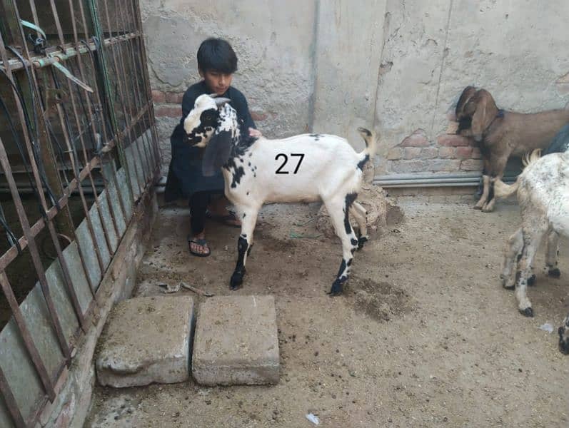 Goats for sale 2