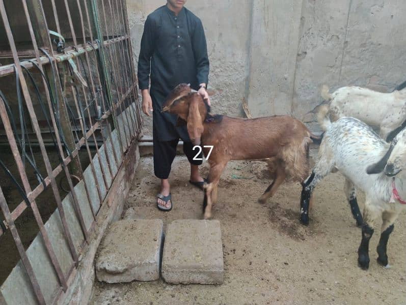 Goats for sale 3