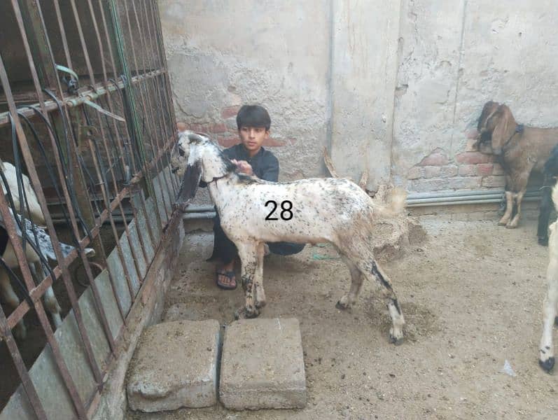 Goats for sale 4