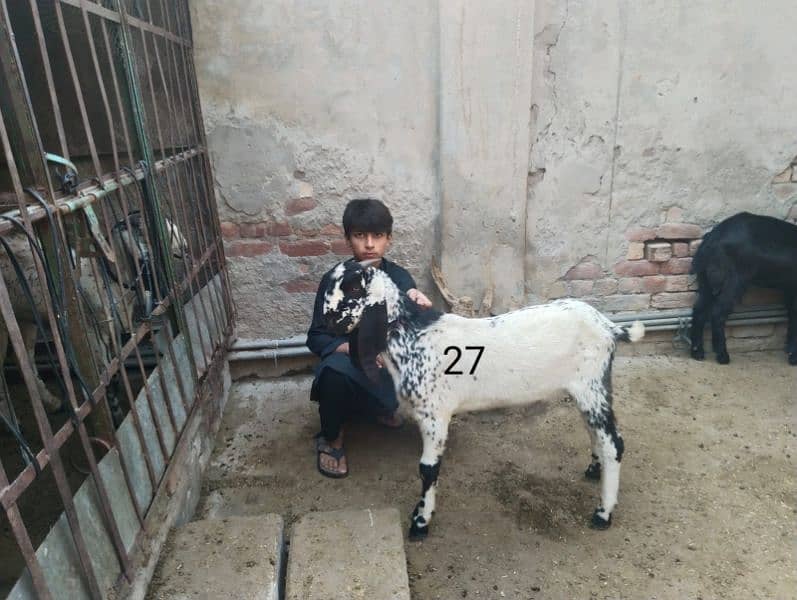 Goats for sale 5