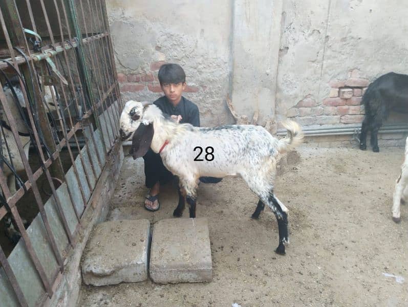 Goats for sale 6