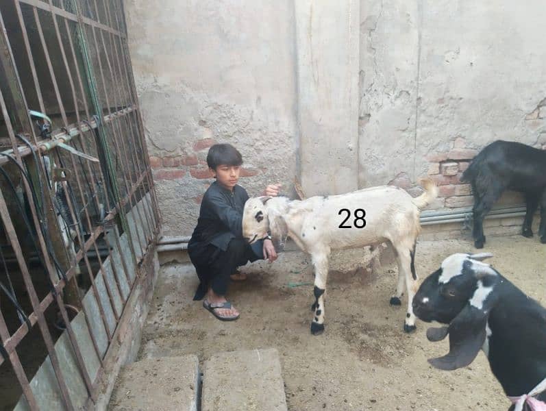 Goats for sale 7