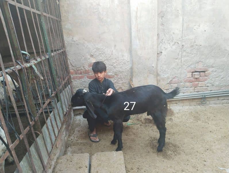 Goats for sale 8