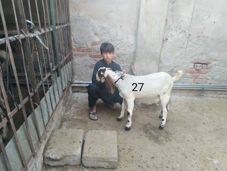 Goats for sale 9