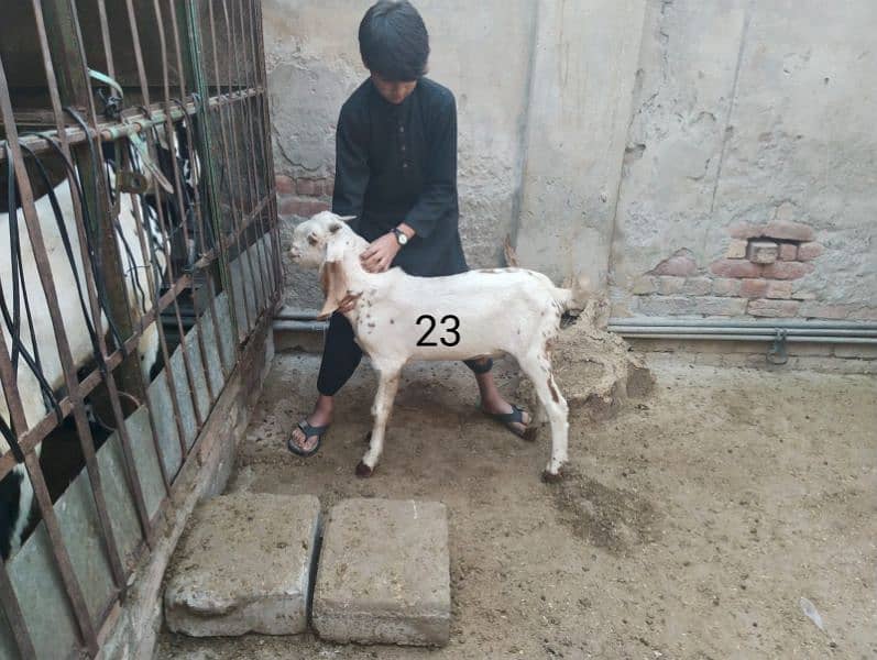 Goats for sale 10