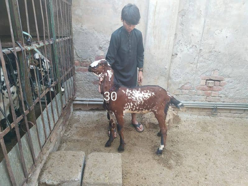 Goats for sale 13