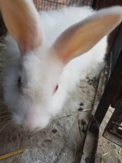 3 pices anguraa rabit set for sale