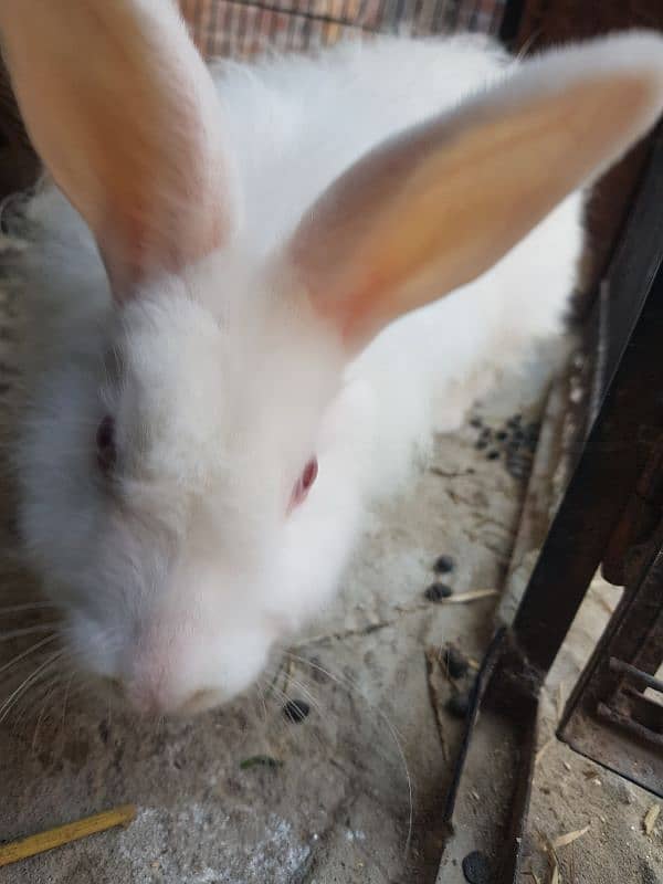 3 pices anguraa rabit set for sale 0