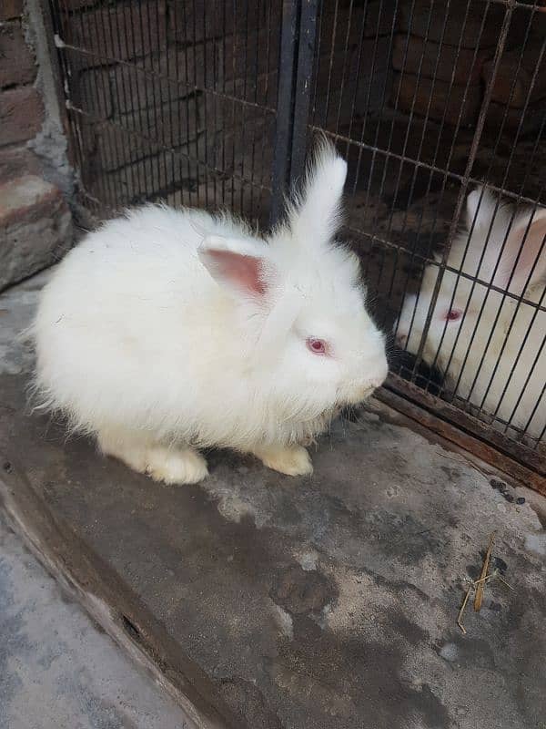 3 pices anguraa rabit set for sale 1