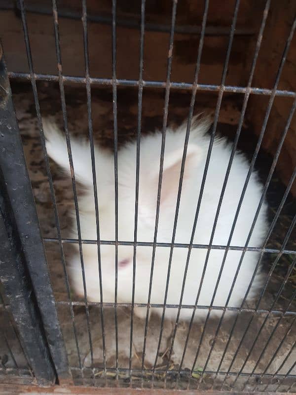 3 pices anguraa rabit set for sale 2