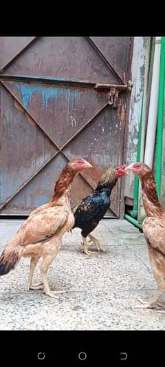 Rampuri Cross Aseel Hens Pair