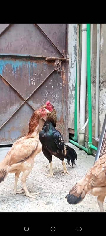 Rampuri Cross Aseel Hens Pair 1