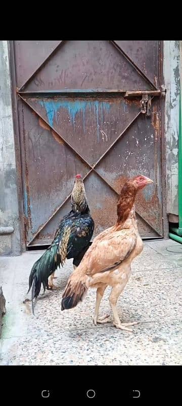 Rampuri Cross Aseel Hens Pair 2