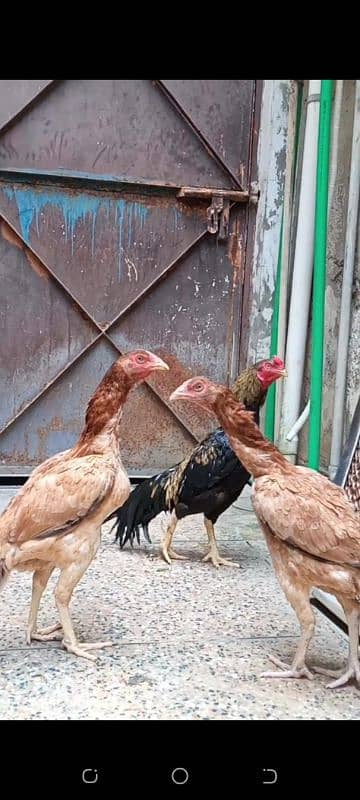 Rampuri Cross Aseel Hens Pair 3