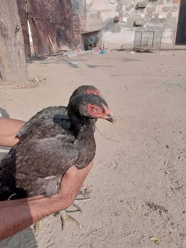 aseel pathiyan chicks murghiyan for sale 1