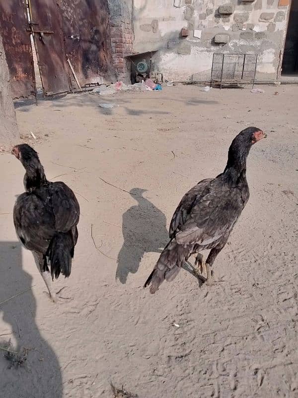 aseel pathiyan chicks murghiyan for sale 2